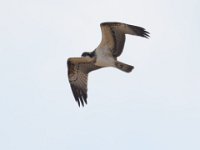 Fischadler (Pandion haliaetus) 07